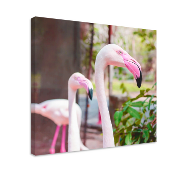 Cuadro dormitorios matrimonio Buena foto de lindos flamencos - TenVinilo
