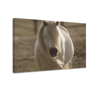 Cuadro caballos majestuoso retrato equino - TenVinilo