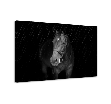 Cuadro caballos caballo negro majestuoso - TenVinilo