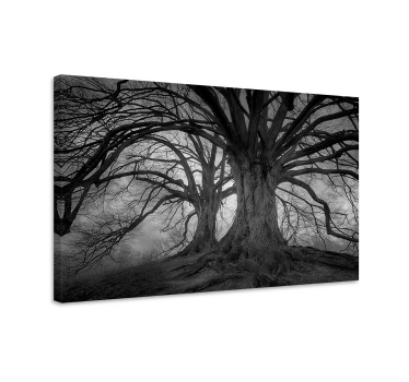 Cuadro de paisaje Fotografía estética de árbol kahl - TenVinilo