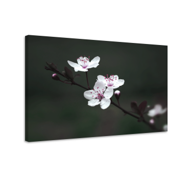 Cuadro flores Elegante flor de cerezo femenina - TenVinilo