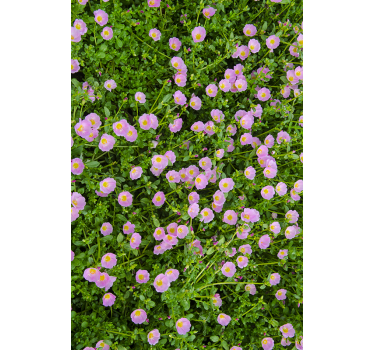 Vinilo flores motivos florales polacos - TenVinilo