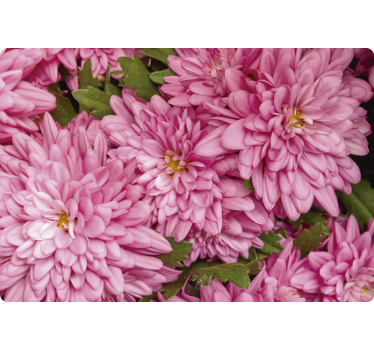 Vinilo adhesivo para portátil floral rosa primavera - TenVinilo