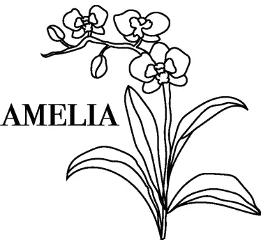 Vinilo de flor Bonito arte lineal de orquídeas con rama - TenVinilo