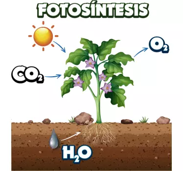 Vinilo para habitación infantil planta de fotosíntesis - TenVinilo