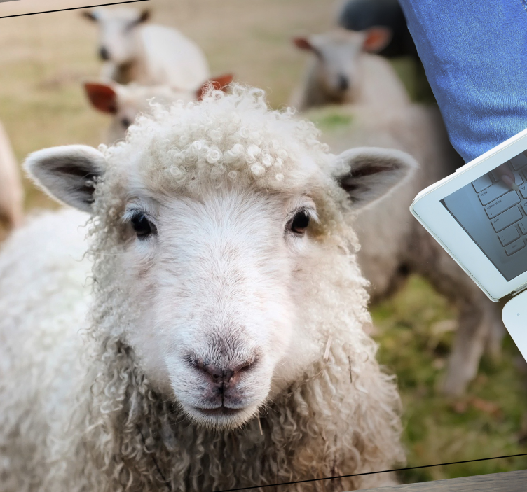 Aflombra vinílica animales cara de oveja rizada - TenVinilo