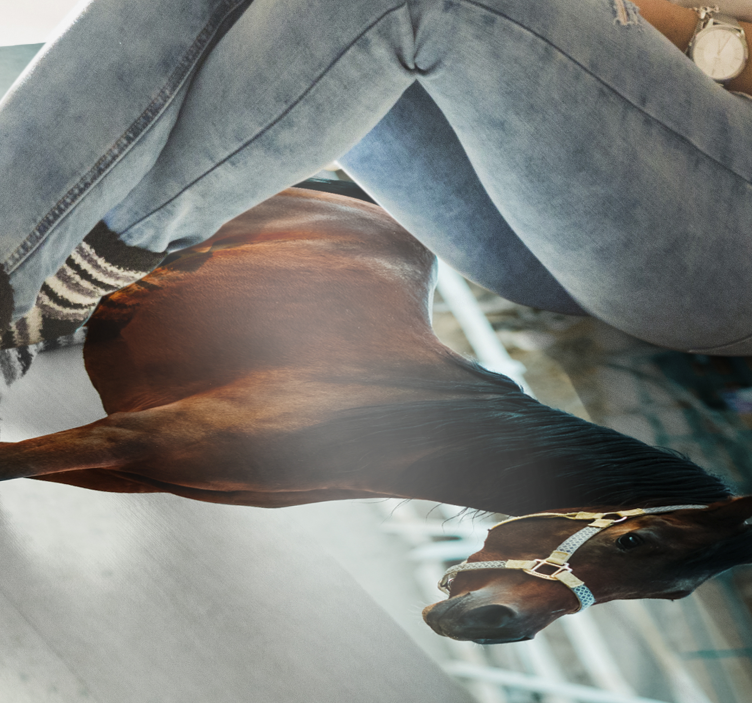 Aflombra vinílica animales majestuoso retrato de caballo - TenVinilo