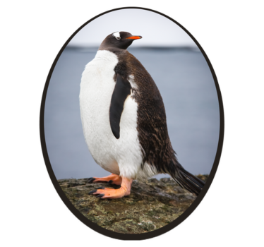 Alfombra vinílica de animales Pingüino majestuoso - TenVinilo
