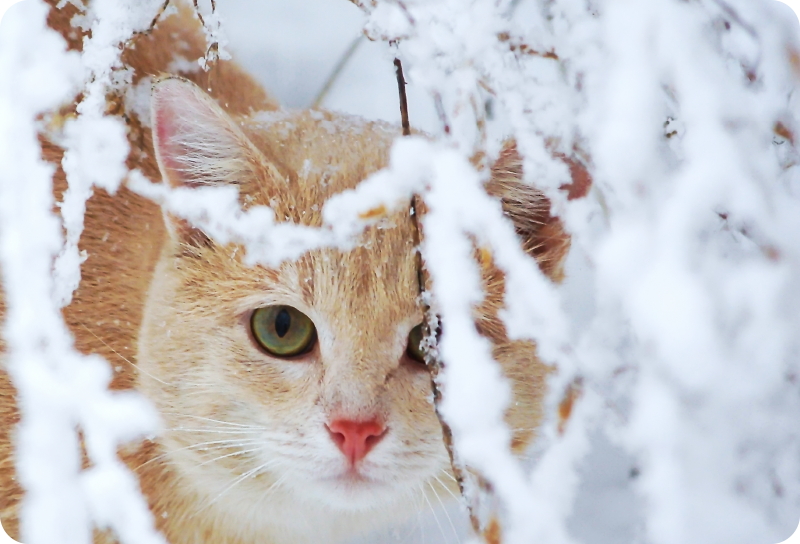 Aflombra vinílica animales gato con estalactita - TenVinilo