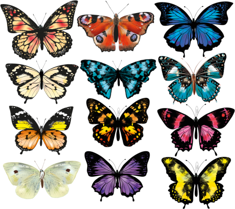 Aflombra vinílica animales ilustración mariposa - TenVinilo