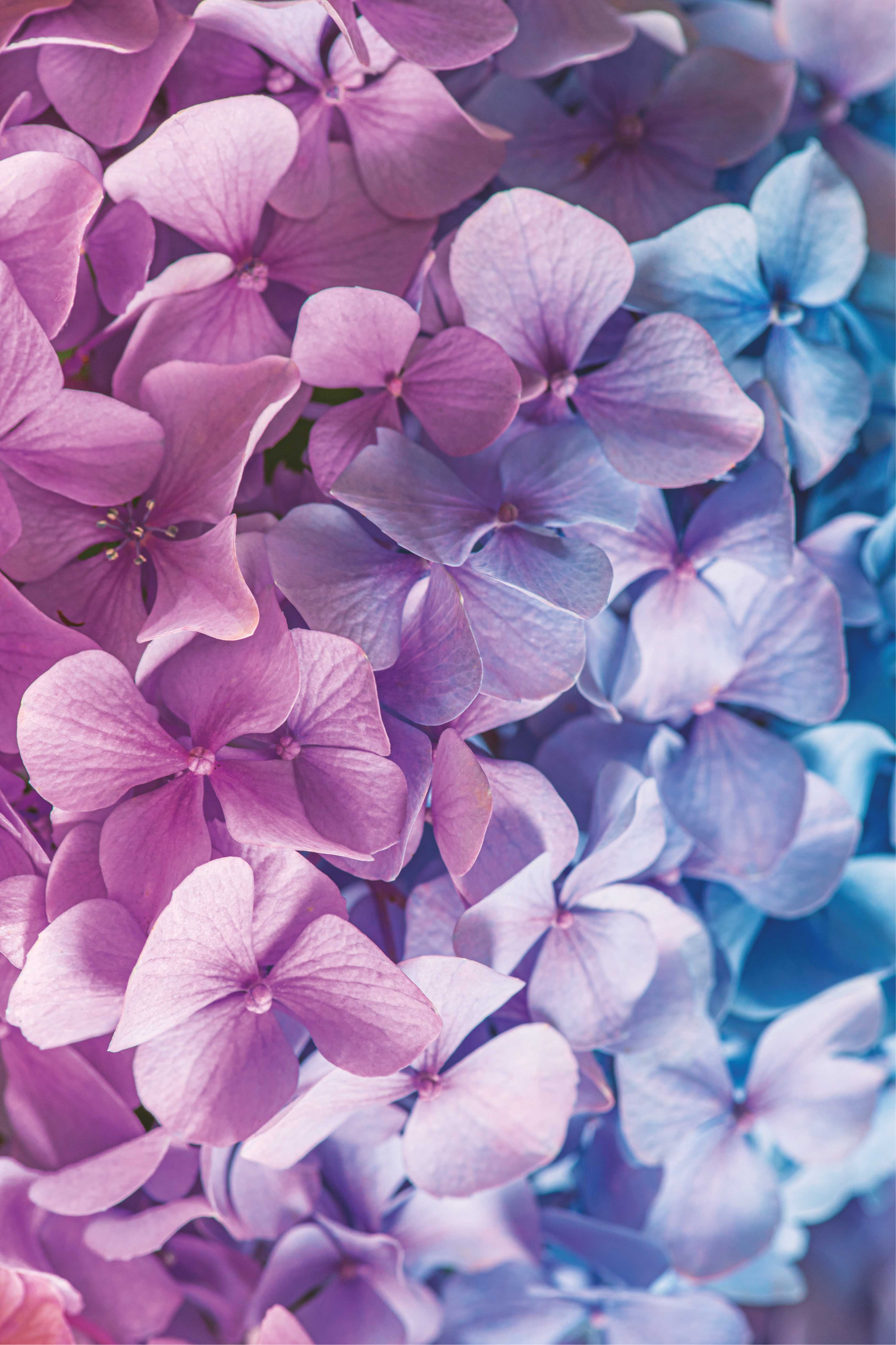 Alfombra vinílica morada muchas flores de hortensia - TenVinilo