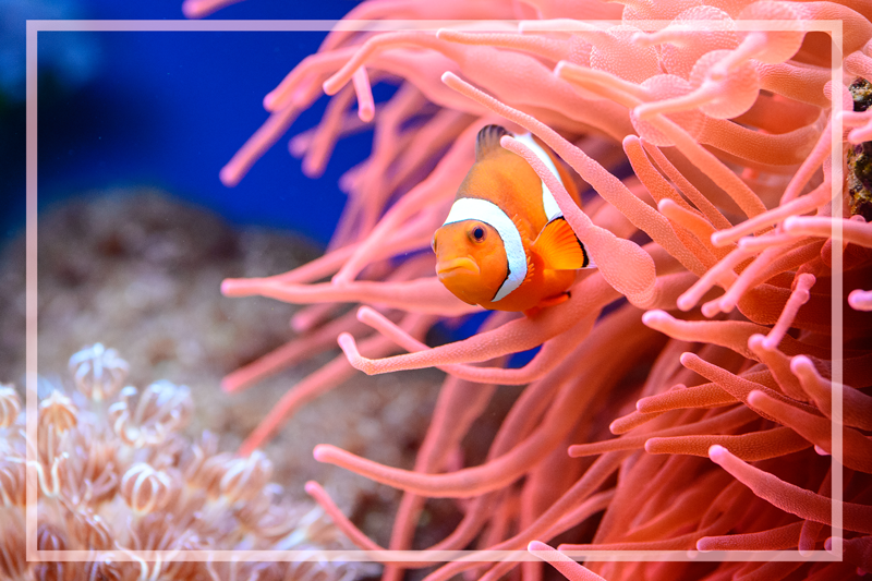 Aflombra vinílica animales pez payaso - TenVinilo