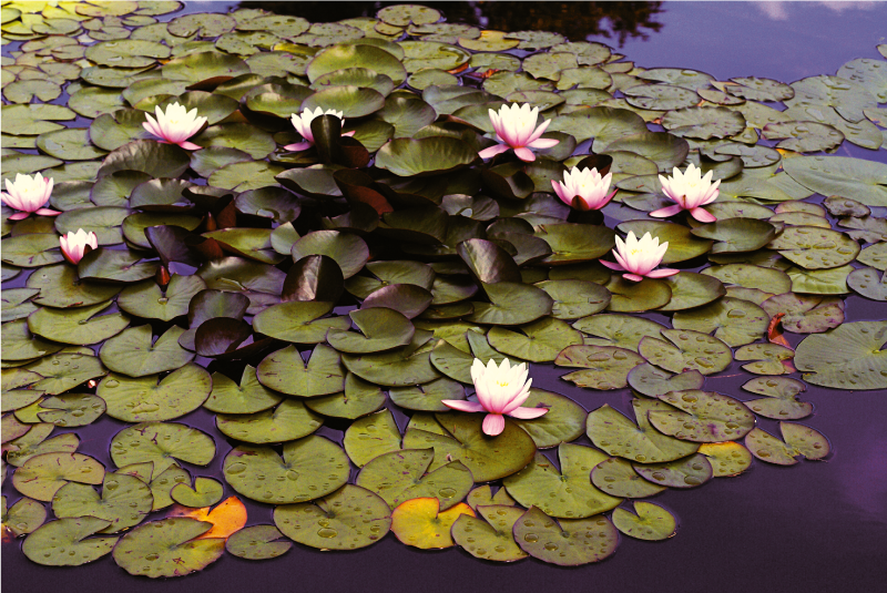Alfombra vinílica flores belleza del estanque de lirios - TenVinilo