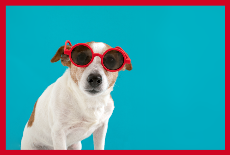 Aflombra vinílica animales retrato elegante de perro - TenVinilo