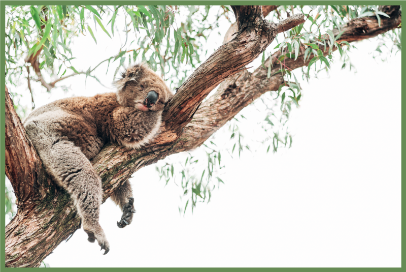 Aflombra vinílica animales escena del árbol koala - TenVinilo