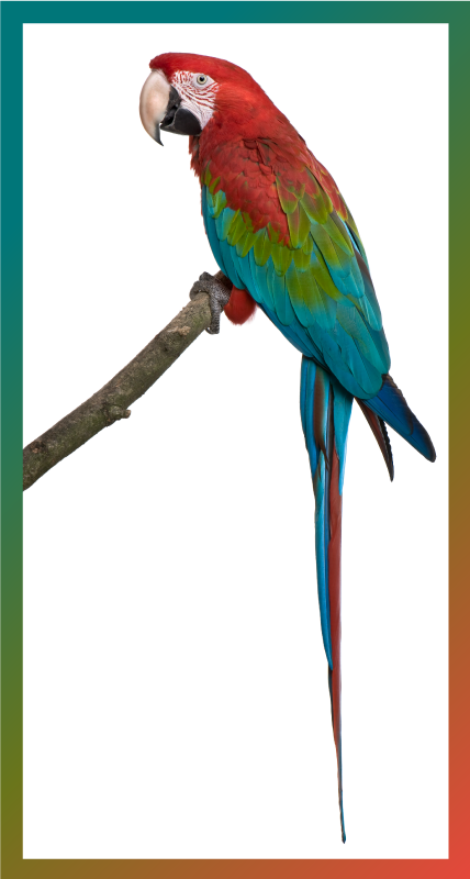 Aflombra vinílica animales guacamayo colorido - TenVinilo