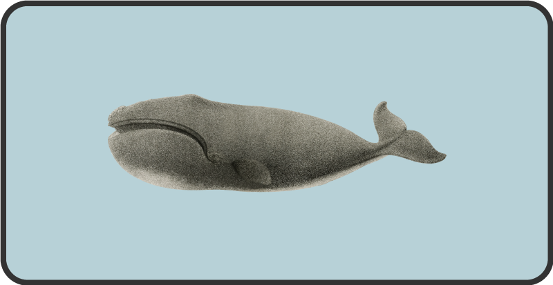 Aflombra vinílica animales diseño de silueta de ballena - TenVinilo