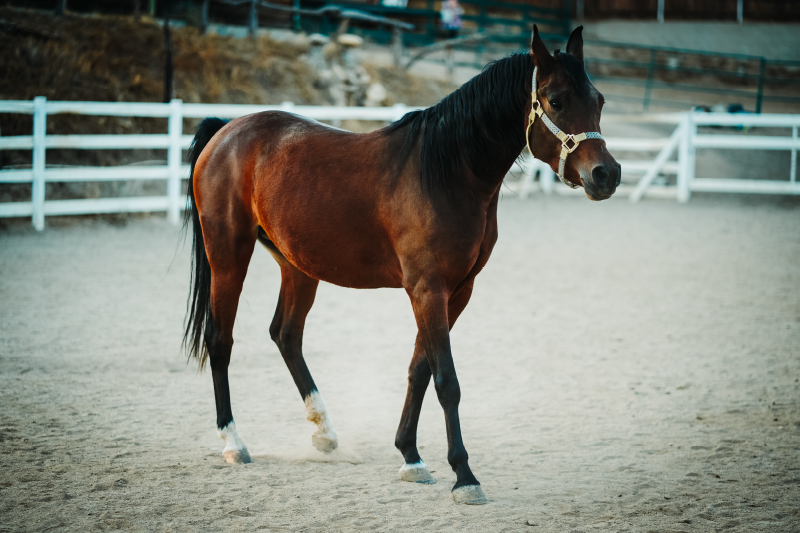 Aflombra vinílica animales majestuoso retrato de caballo - TenVinilo