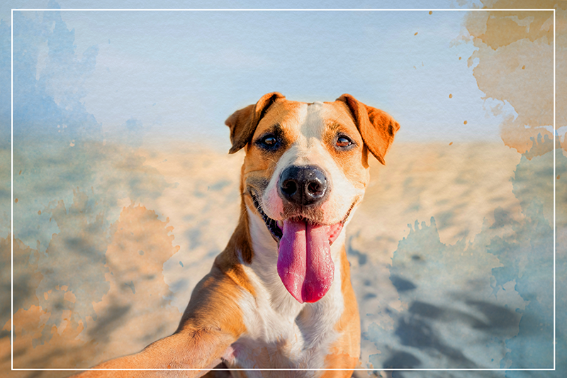 Aflombra vinílica animales Perro sonriendo - TenVinilo