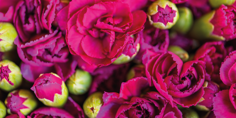 Alfombra vinílica flores flores luminosas - TenVinilo