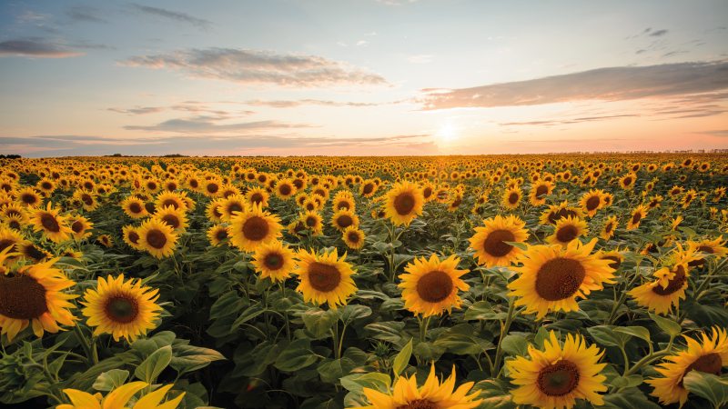 Alfombra vinílica flores serenidad del campo de girasoles - TenVinilo