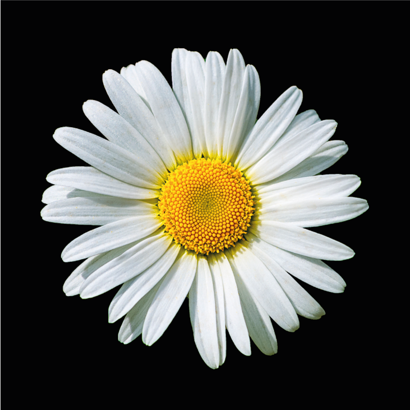 Alfombra vinílica flores flor de margarita - TenVinilo