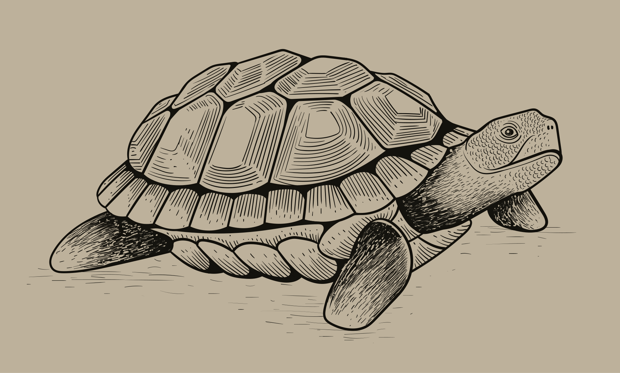Aflombra vinílica animales tortuga ilustración - TenVinilo